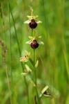 Ophrys aranifera