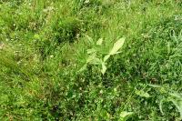 Aesculus hippocastanum