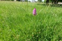 Anacamptis pyramidalis