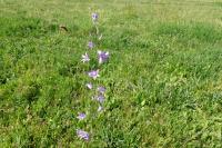 Campanula rapunculus