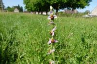 Ophrys apifera