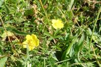 Potentilla reptans