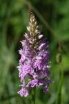 Dactylorhiza fuchsii