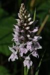 Dactylorhiza fuchsii