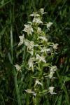 Platanthera chlorantha