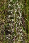 Himantoglossum hircinum