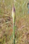 Petrorhagia prolifera
