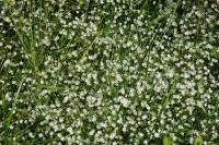 Stellaria graminea