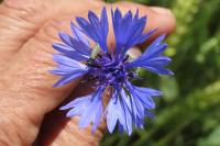 Cyanus segetum