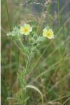 Potentilla recta