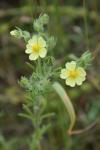 Potentilla recta