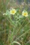 Potentilla recta