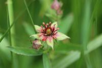 Comarum palustre
