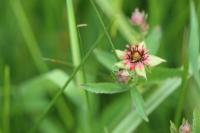 Comarum palustre