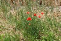 Papaver rhoeas