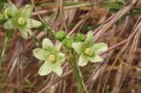 Bryonia dioica
