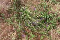 Salvia pratensis