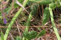 Salvia pratensis