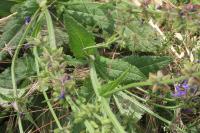 Salvia pratensis