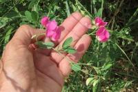 Lathyrus tuberosus