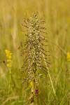 Himantoglossum hircinum