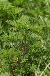 Ambrosia artemisiifolia