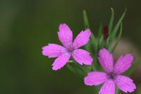 Dianthus armeria
