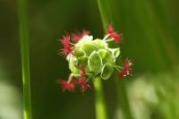 Poterium sanguisorba