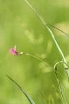 Lathyrus nissolia