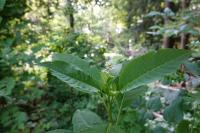 Phytolacca americana