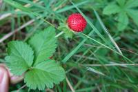 Potentilla indica