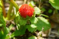 Potentilla indica