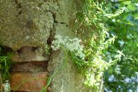 Sedum album