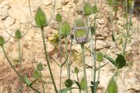 Dipsacus fullonum