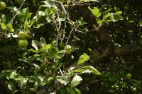 Malus