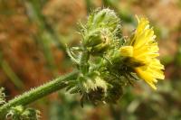 Picris hieracioides