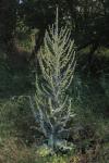 Verbascum