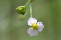 Alisma plantago-aquatica
