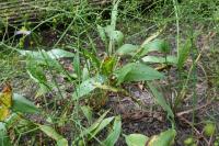 Alisma plantago-aquatica