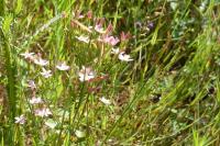 Centaurium erythraea