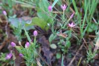 Centaurium pulchellum