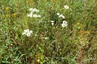 Erigeron annuus