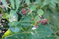 Euphorbia dulcis
