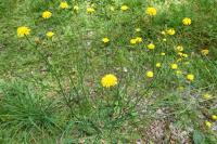 Hypochaeris radicata