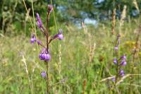 Lobelia urens