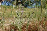 Mentha pulegium