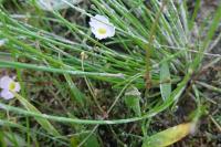 Baldellia ranunculoides