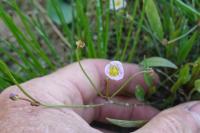 Baldellia ranunculoides