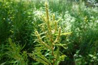 Rumex maritimus
