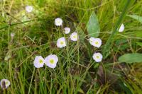 Baldellia ranunculoides